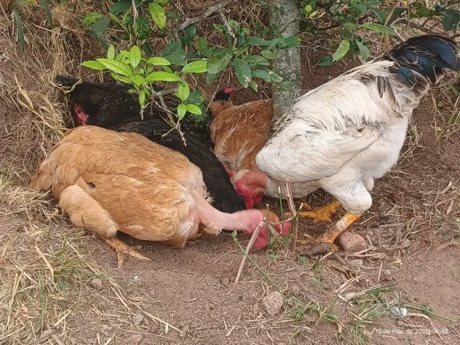 Galinhas caipira