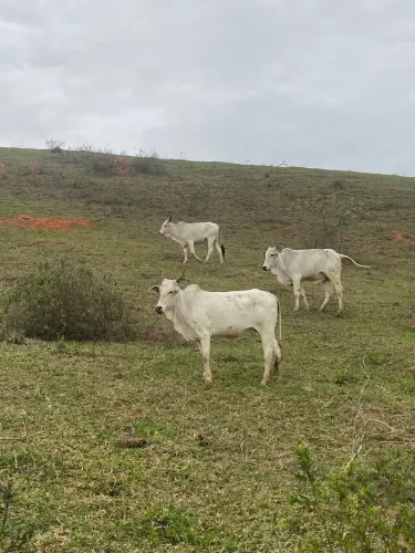 Novilhas Nelores á venda 