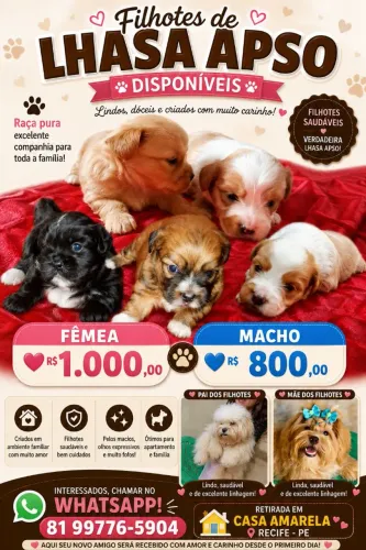Filhotes de Lhasa apso 