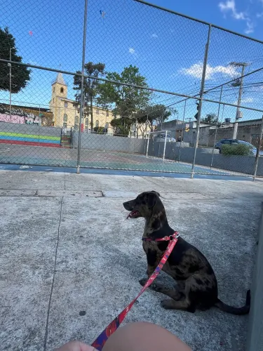 Doa-se cachorro macho porte médio 7meses