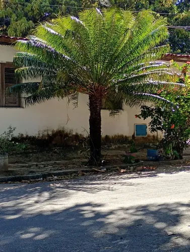 Palmeira samambaia - Cycas circinalis<br>
