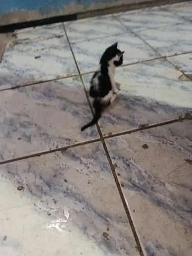 Estou doando esses gatinhos 