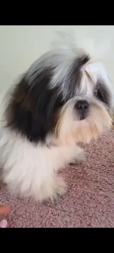 Shitzu Macho 4 meses com 3 vacinas