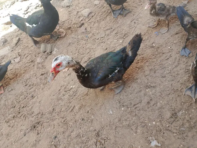 Vendo pato paysandu ?