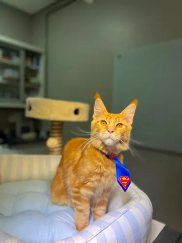 Filhote de Maine Coon
