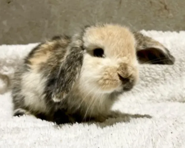 Mini Lop / Mini coelhos filhotes