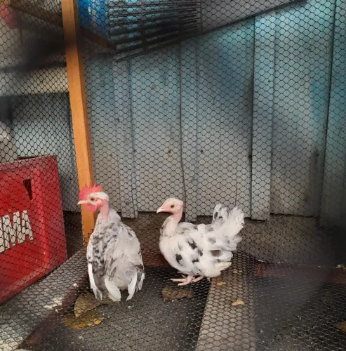 Disponível casal de franguinhos Nagasaki 