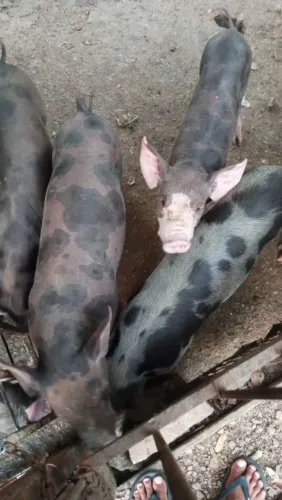 Vende-se porcos caipira piau de 20 a 50 kilos