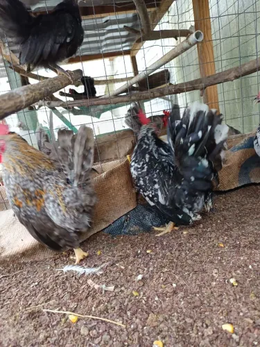 Galo Nagasaki Carijó 