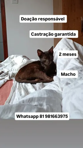 Gato
