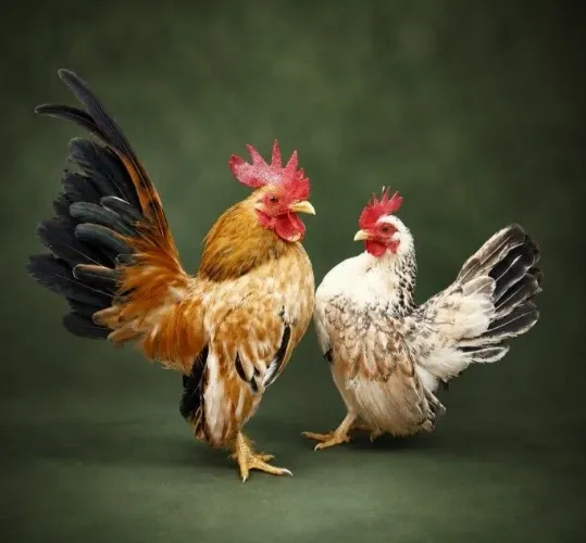 Galinha Serama casal