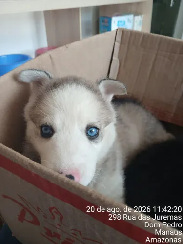 FILHOTE DE HUSKY SIBERIANO