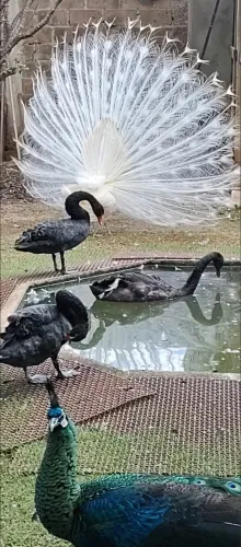 Cisne negro