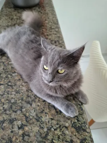Gatinha para doação