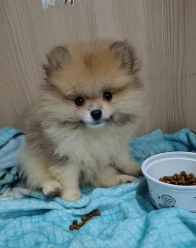 Cachorro Lulu da Pomerania ideal para família e apartamento