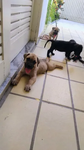 Filhote Cachorro Presa Canário 