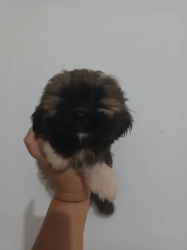 Shitzu 