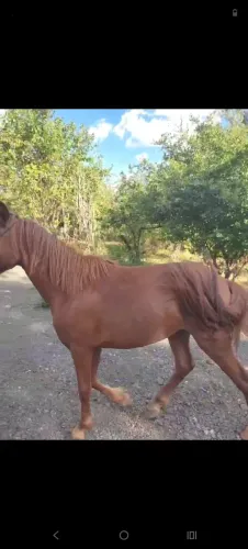 Pônei fêmea 2 anos ...mansa e linda..a venda