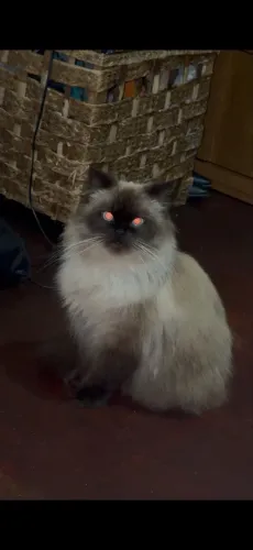 GATOS PERSA
