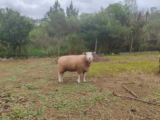 Borrega Texel