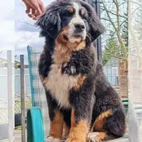 Bernese Mountain Dog,Bernese Mountain Dog Filhote Disponível Entrega Facilitada