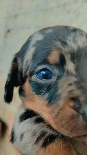 Dachshund salsicha