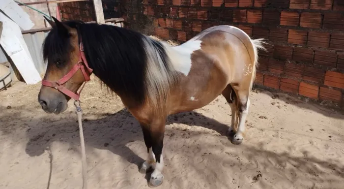 Vendo pônei