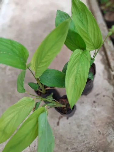 Mudas de arruma,plantas alimentícia não convencional PANCS.