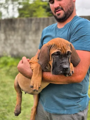 OPORTUNIDADE - FILHOTAS DE FILA BRASILEIRO - 4 MESES | PRONTAS PARA ENTREGA