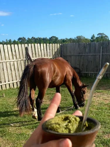 Vendo cavalo Colorado vai fazer 4 anos em outubro, bem domado resenhado e capado