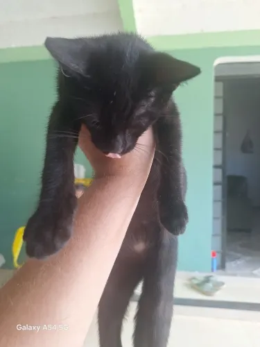 Doação de dois   gato
