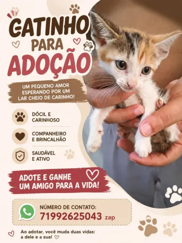 Gatinho quer um lar