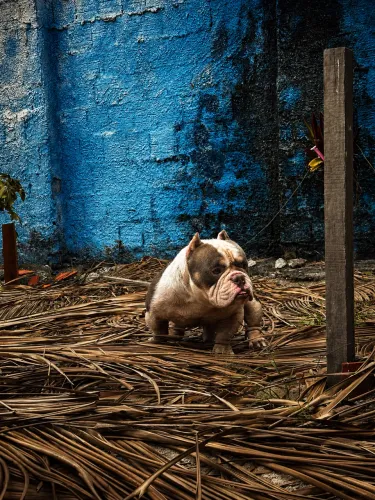 American bully micro