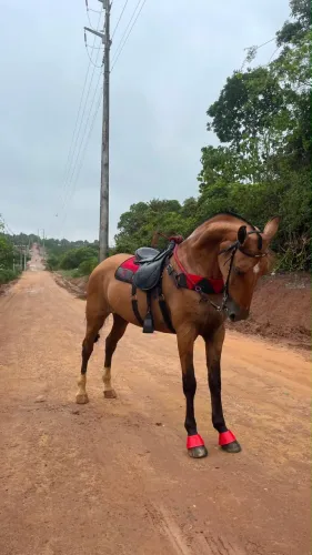 Vende-se Égua Campolina