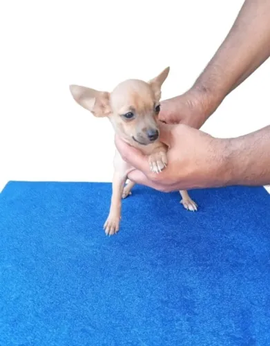 Pinscher encantador porte pequeno