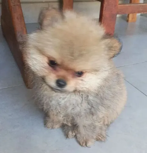 URSINHO SPITZ MACHINHO DISPONÍVEL LINDO FILHOTE TOP