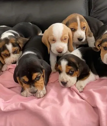 Beagle filhotes ? Pacotinhos cheios de amor ¿