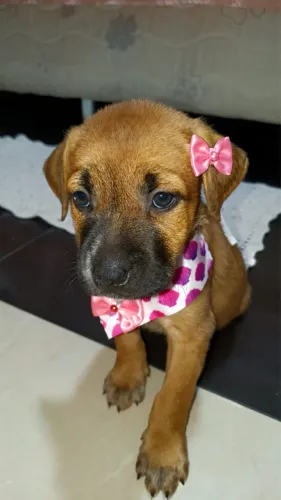 Adoção fêmea SRD