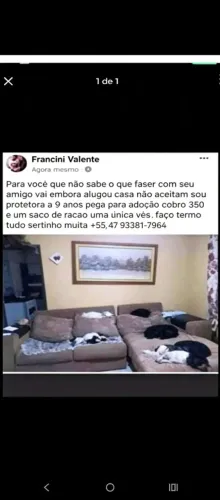 Cuido do seu pet até a adoção valor no post