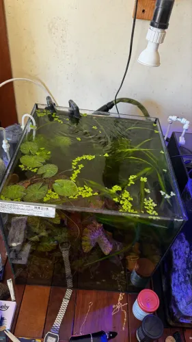 Aquário Plantado Completo!