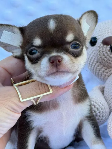 Chihuahua menino. Charmoso e brincalhão. Pêlo curto Chocolate, branco e castanho 