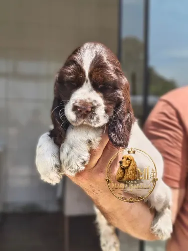Cocker inglês macho 