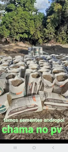 VENDO SEMENTE CAPIM ANDROPOGON ITAPIRAPUA GO PERTO JUSSARA GOIAS 