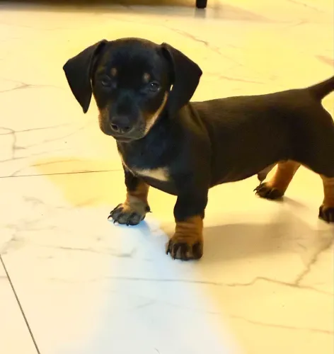 filhote de daschund/salsicha preto