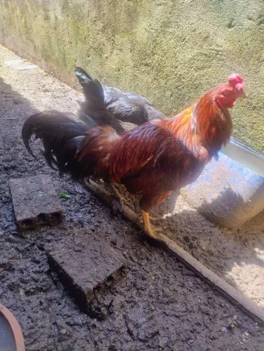 Galo e galinha botadeira