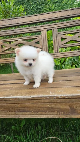 Lulu da Pomerânia