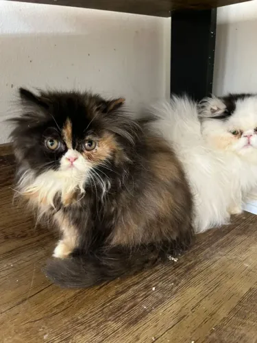 Filhotes gato persa, pedigree e vacinas