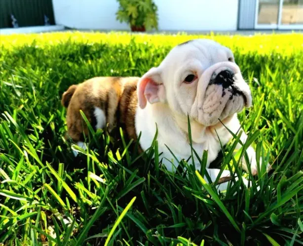 Bulldog inglês pirata/tigrado/fulvo/branco