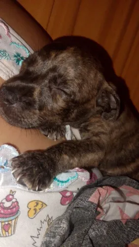Cachorrinho para adoção 