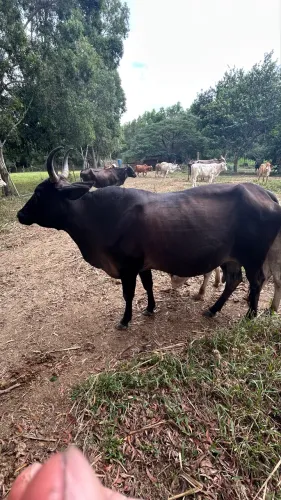 Vaca Guzolando